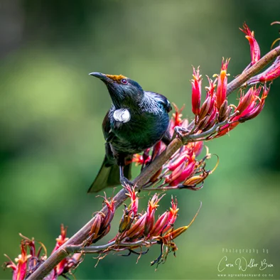 Get-involved-in-predator-free-NZ