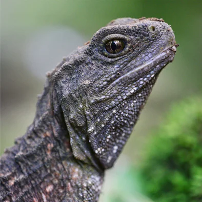 Predator pitfalls for live-trapped lizards - Predator Free NZ Trust