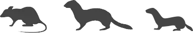 Rat-stoat-weasel
